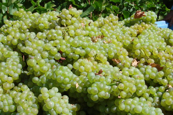 white_grapes